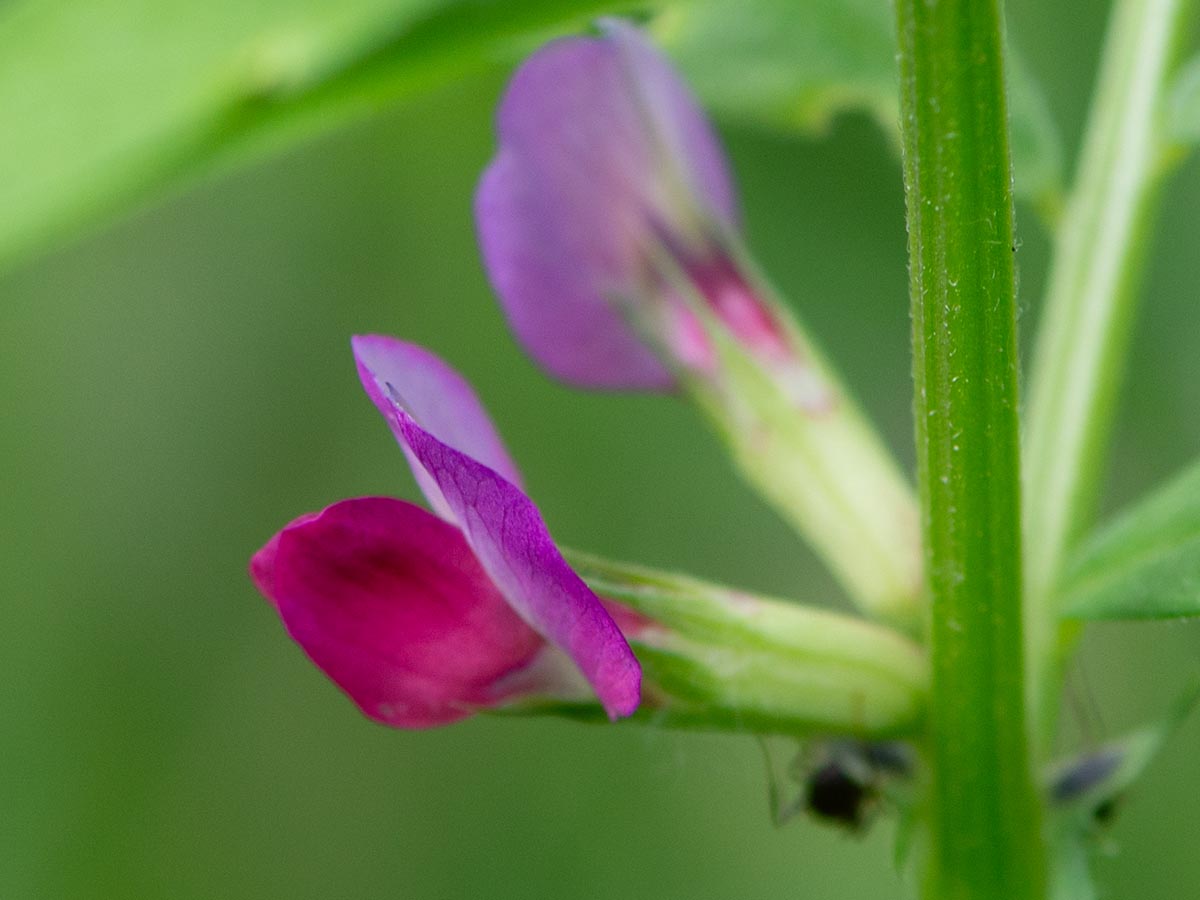 Blüte